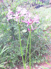 Nerine bowdenii