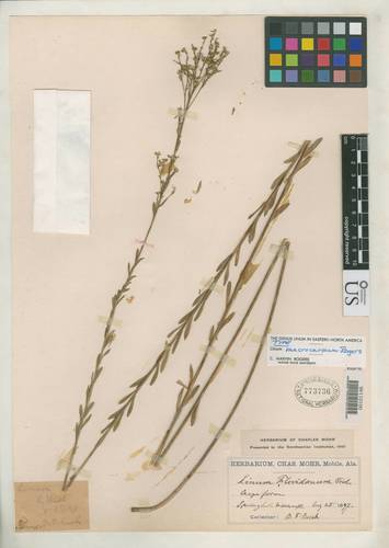 Spring Hill flax (Linum macrocarpum)