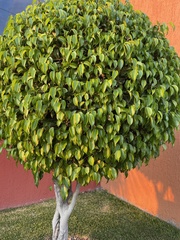 Ficus