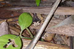 Proceratophrys laticeps