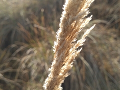 Muhlenbergia macroura