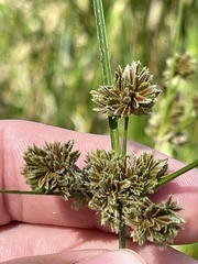 Cyperus reflexus