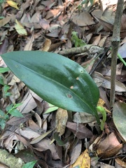 Cryptostylis arachnites