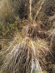 Muhlenbergia macroura