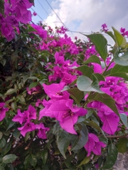 Bougainvillea