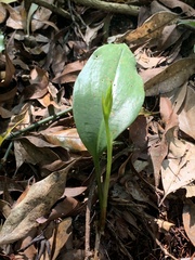 Cryptostylis arachnites