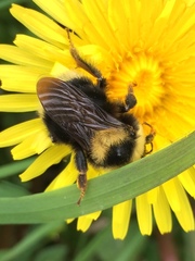 Bombus fervidus