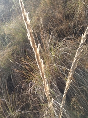 Muhlenbergia macroura