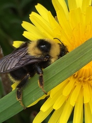 Bombus fervidus