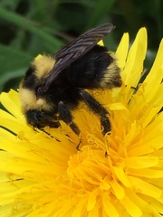 Bombus fervidus