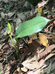 Cryptostylis arachnites