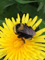 Bombus fervidus