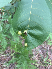 Phylloxera caryaeglobuli