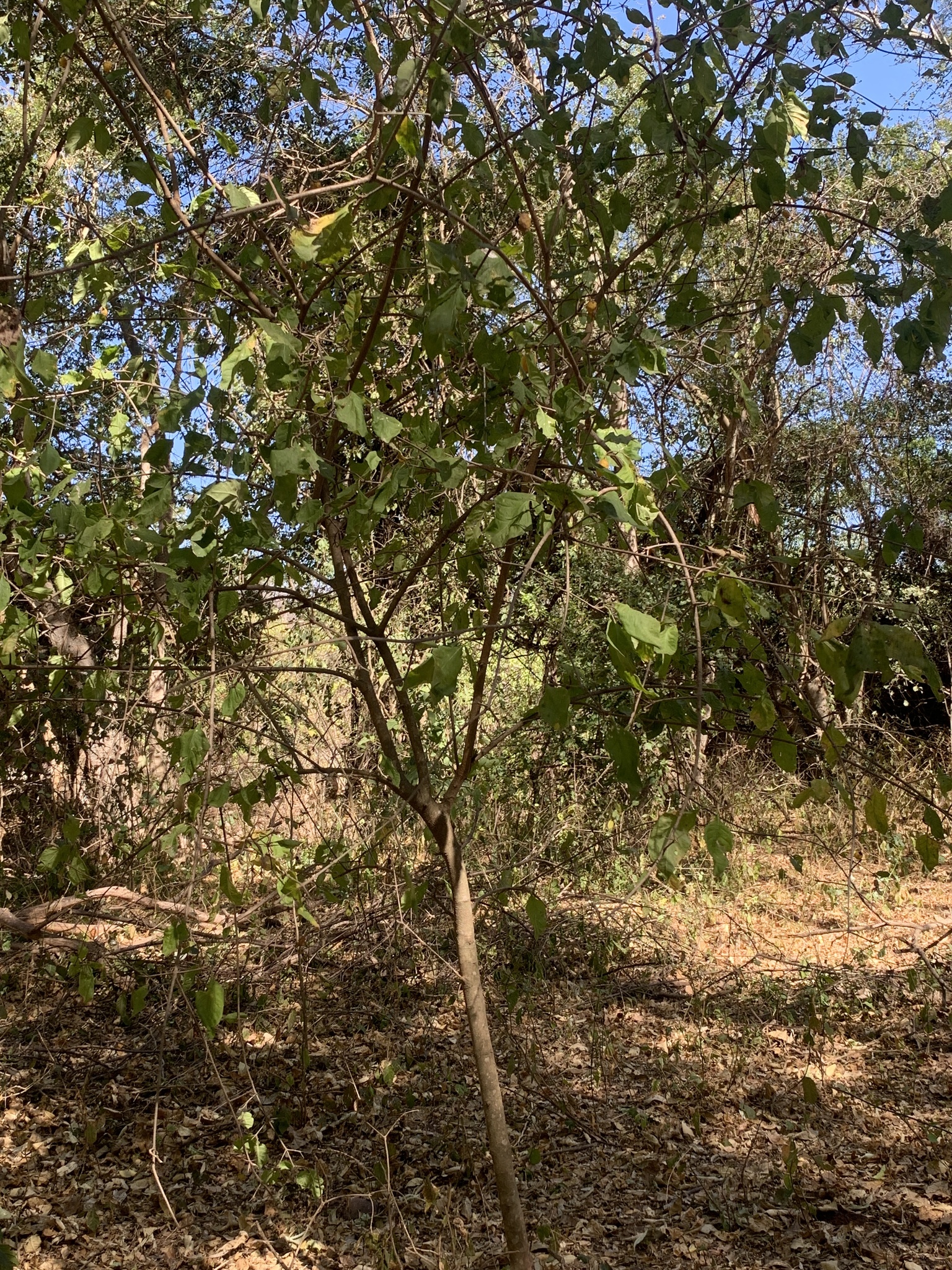 Imagem de Dendê-bravo