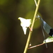 Megaloprepus latipennis - Photo (c) Roberto González, μερικά δικαιώματα διατηρούνται (CC BY-NC), uploaded by Roberto González