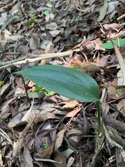 Cryptostylis arachnites