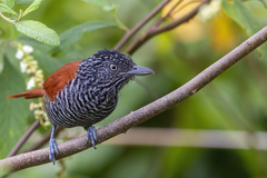 Thamnophilus palliatus