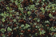 Dombeya × cayeuxii