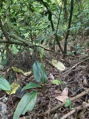 Cryptostylis arachnites