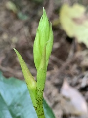 Cryptostylis arachnites