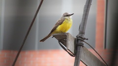 Tyrannus melancholicus