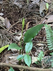 Cryptostylis arachnites