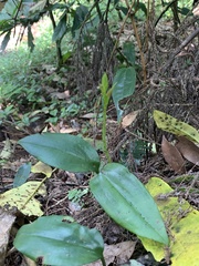 Cryptostylis arachnites