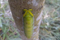 Rothschildia speculifer
