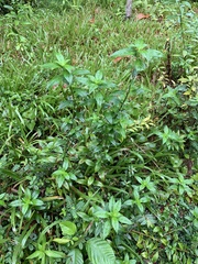 Exallage auricularia