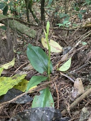 Cryptostylis arachnites