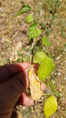 Physalis pubescens