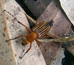 Macrodactylus sulphureus