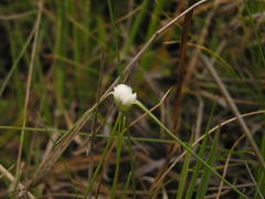 Cyperus ascocapensis