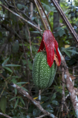 Passiflora speciosa