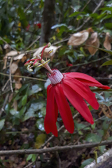 Passiflora speciosa