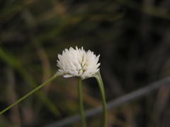 Cyperus ascocapensis