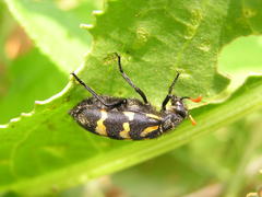 Hycleus lunatus