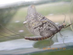 Ephemera simulans