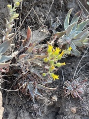 Dudleya verityi