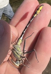 Gomphurus