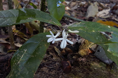 Amphirrhox longifolia