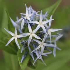 Amsonia repens