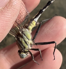 Gomphurus