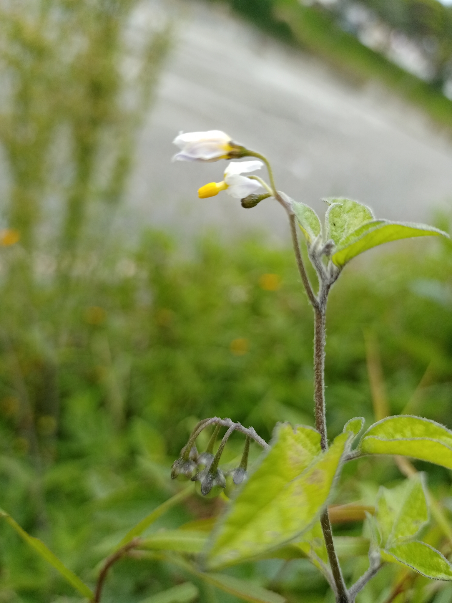 Solanum longifilamentum image