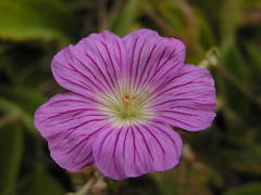 Geranium multisectum