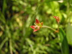 Geranium multisectum