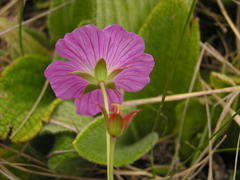 Geranium multisectum