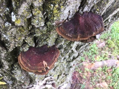 Ganoderma sessile image