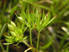 Geranium multisectum