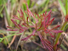 Geranium multisectum